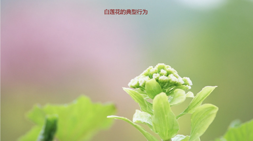 白莲花的典型行为 高段位白莲花女生特点